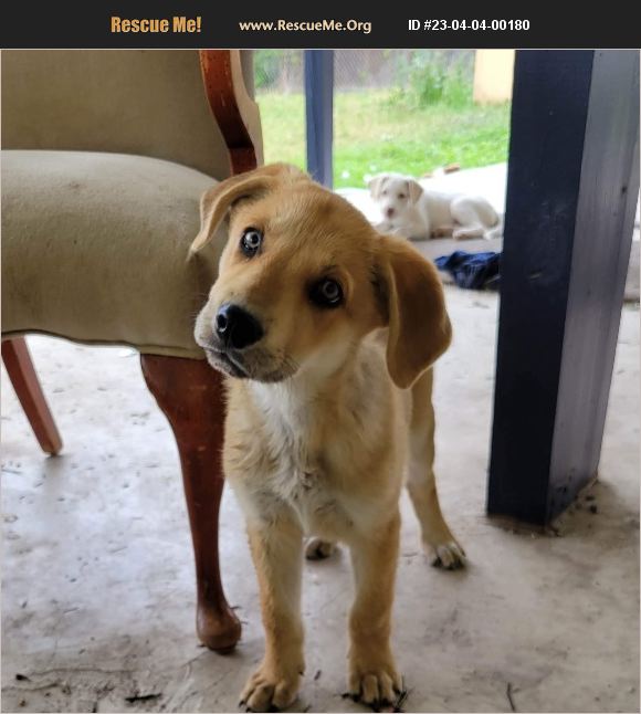 ADOPT 23040400180 Lab Rescue San Antonio, TX