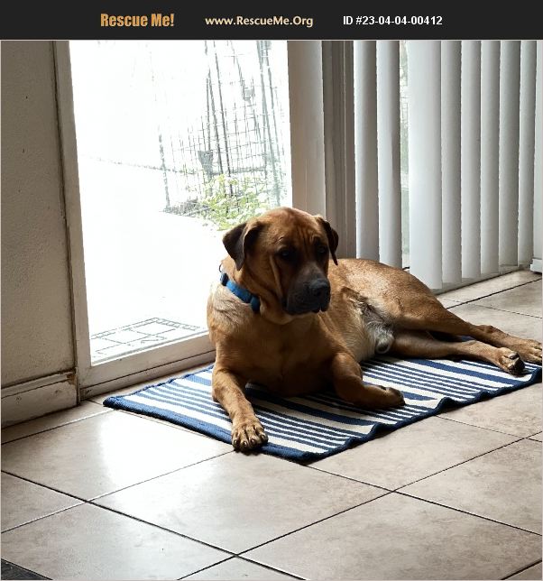 ADOPT 23040400412 German Shepherd Rescue Fontana, CA