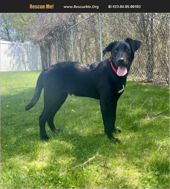 ADOPT 23040500103 Lab Rescue Battle Creek, MI