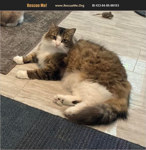 ADOPT 23040500153 Maine Coon Rescue Gainesville, FL