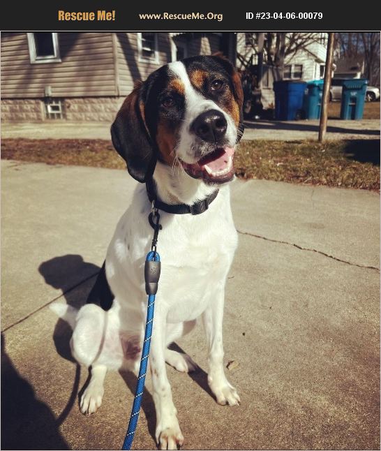 ADOPT 23040600079 Treeing Walker Coonhound Rescue Aurora, IL
