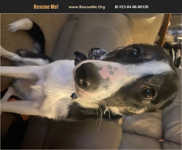 ADOPT 23040600120 ~ Border Collie Rescue ~ Washington, PA