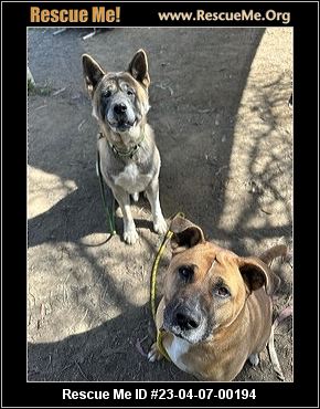 - California Akita Rescue - ADOPTIONS - Rescue Me!