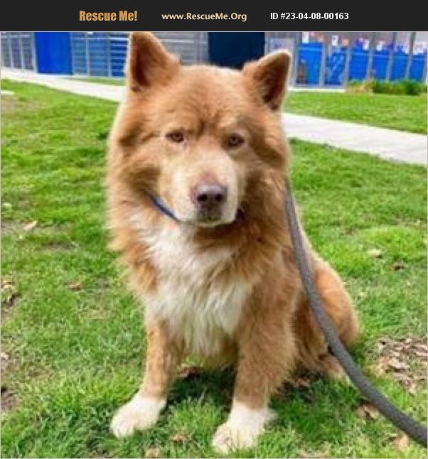 ADOPT 23040800163 Chow Chow Rescue Long Beach, CA