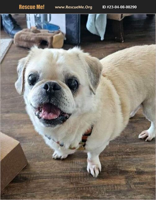 ADOPT 23040800290 Pug Rescue Peninsula, OH