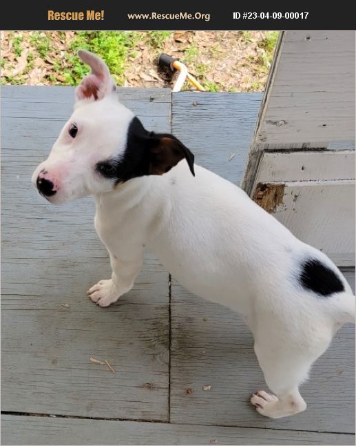 ADOPT 23040900017 Jack Russell Rescue Jemison, AL