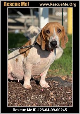 - South Carolina Basset Hound Rescue - ADOPTIONS - Rescue Me!