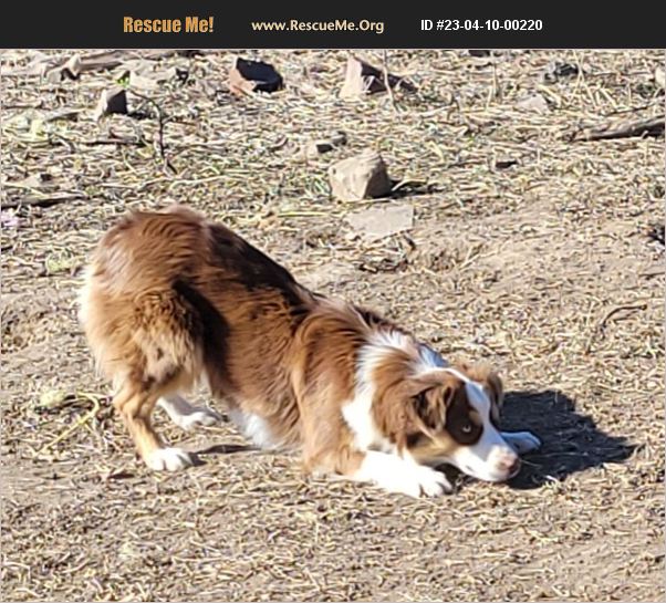 ADOPT 23041000220 Australian Shepherd Rescue East Hartford, CT