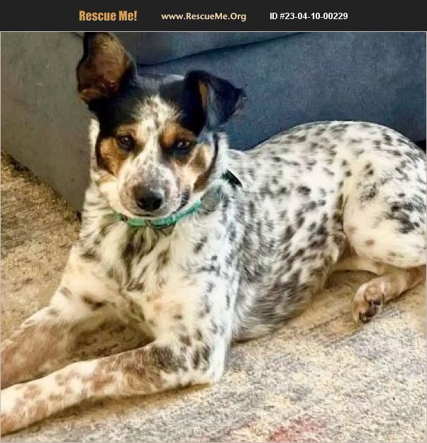 ADOPT 23041000229 Australian Cattle Dog Rescue Mead, CO