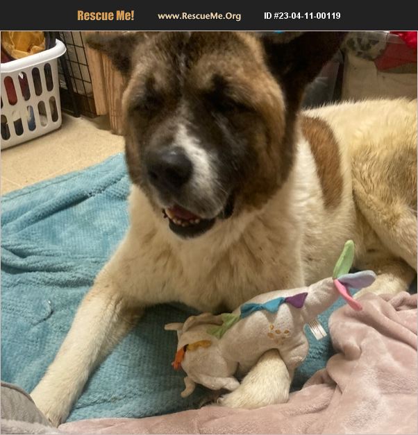 Adopt 23041100119 ~ Akita Rescue ~ Bellevue, Id