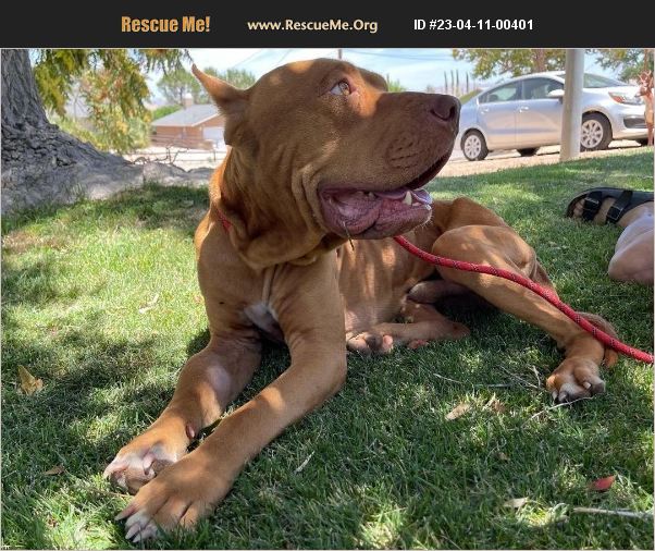 ADOPT 23041100401 Dogue de Bordeaux Rescue Apple Valley, CA