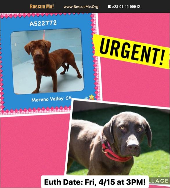 ADOPT 23041200012 Lab Rescue Riverside County, CA