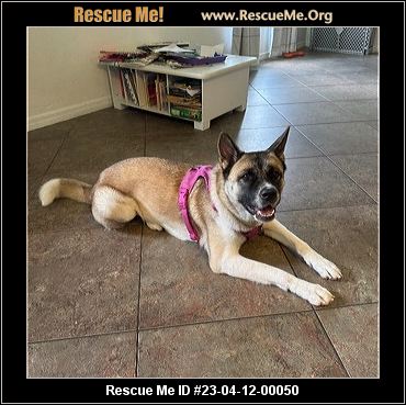 - Florida Akita Rescue - ADOPTIONS - Rescue Me!