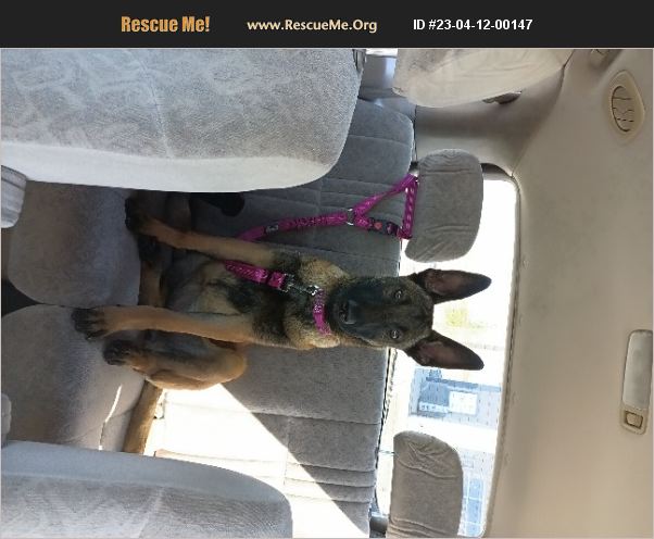 Adopt Belgian Malinois Rescue Chandler Az