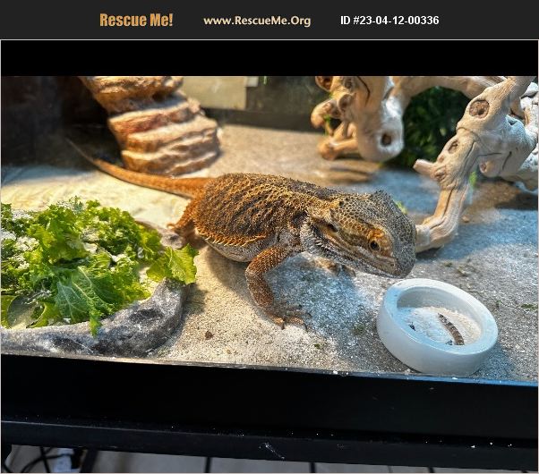 ADOPT 23041200336 Reptile/Amphibian Rescue Davie, FL