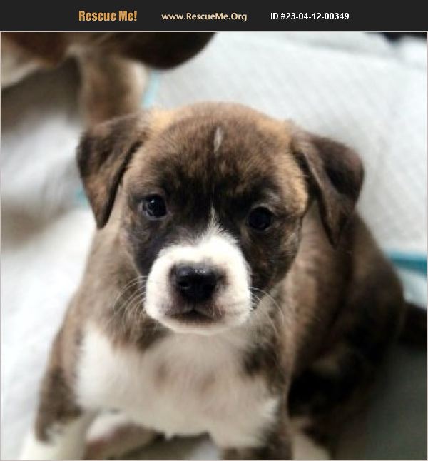 ADOPT 23041200349 French Bulldog Rescue Bedford Hills, NY