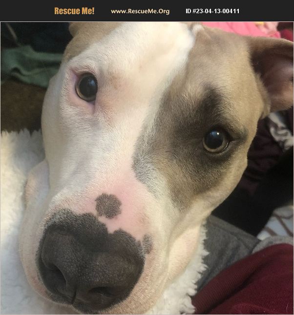 ADOPT 23041300411 Pit Bull Rescue Eagle Mountain, UT