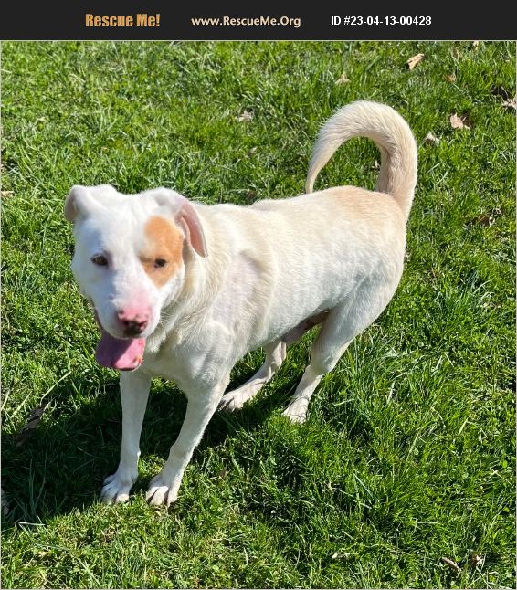 ADOPT 23041300428 Lab Rescue Benton, PA