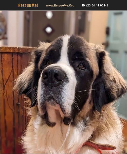 ADOPT 23041400149 Saint Bernard Rescue