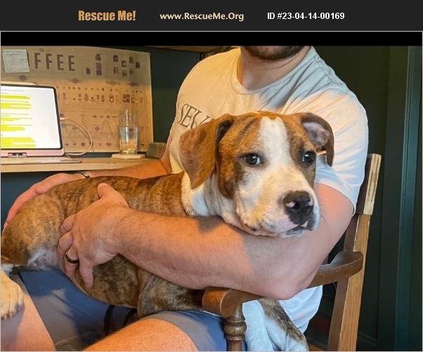 ADOPT 23041400169 American Staffordshire Terrier Rescue Charleston, SC