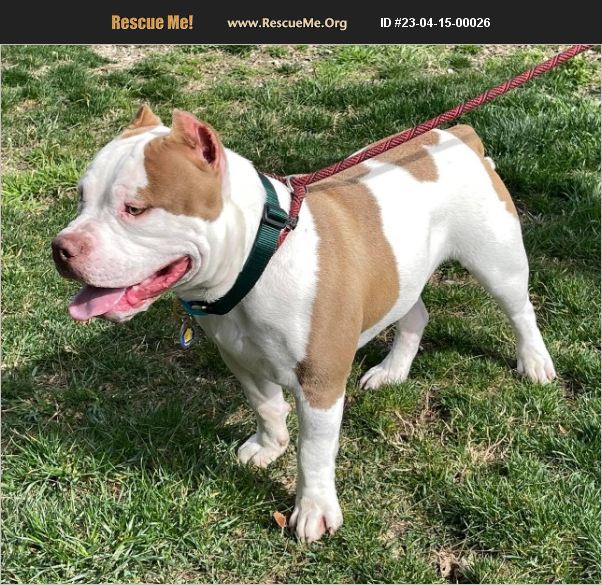 ADOPT 23041500026 American Bulldog Rescue Riverside, CA