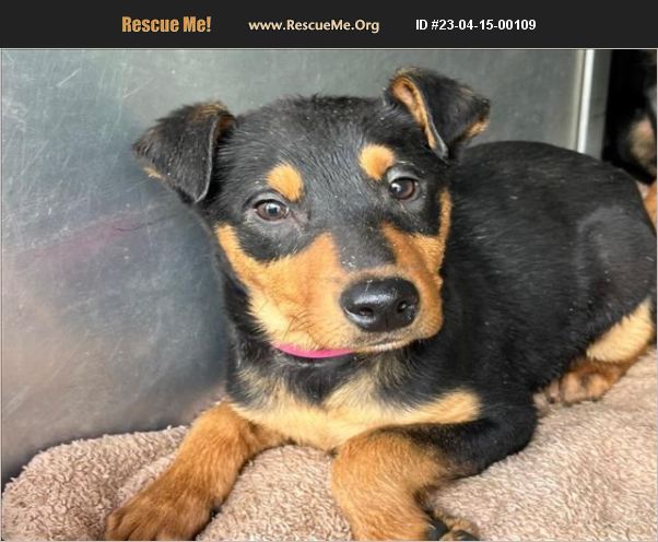 Adopt 23041500109 ~ Manchester Terrier Rescue ~ Moreno Valley, Ca