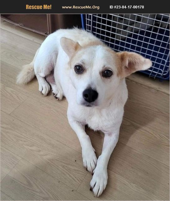 ADOPT 23041700178 Parson Russell Terrier Rescue Warminster, PA