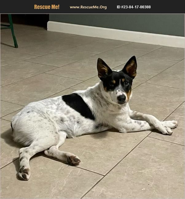ADOPT 23041700388 Australian Cattle Dog Rescue Toronto, Ontario, Canada
