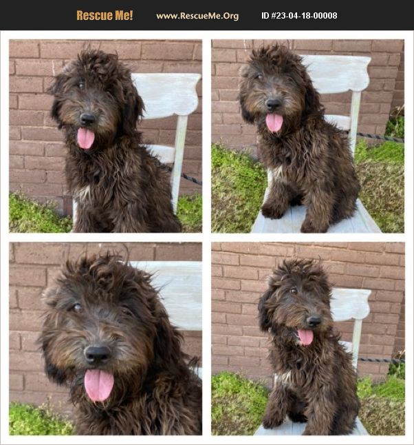 ADOPT 23041800008 Soft Coated Wheaten Terrier Rescue Miami, OK