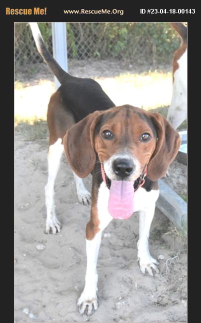 Adopt Foxhound Rescue Inverness Fl