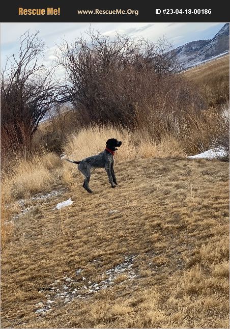 ADOPT 23041800186 German Wirehaired Pointer Rescue Spring Creek NV
