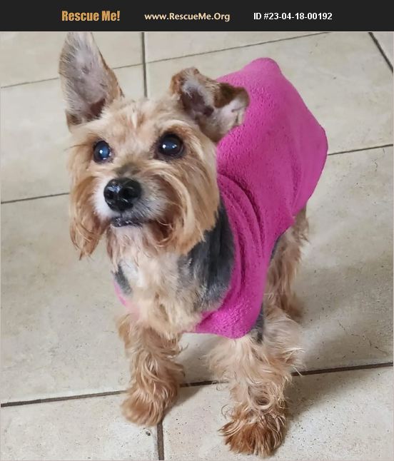 ADOPT 23041800192 Yorkie Rescue Boca Raton, FL