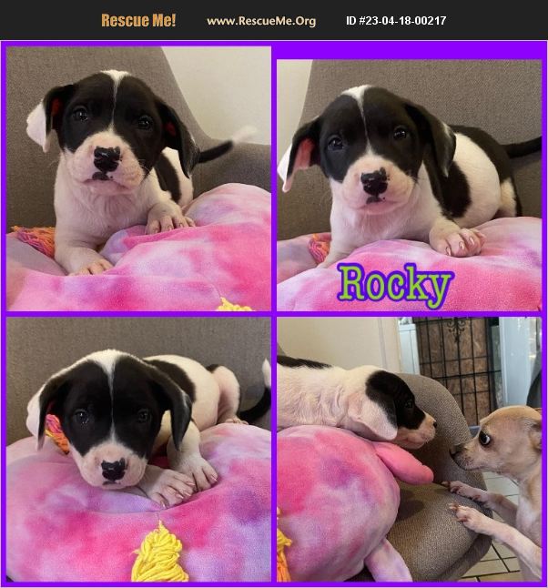 ADOPT 23041800217 Pit Bull Rescue Downey, CA