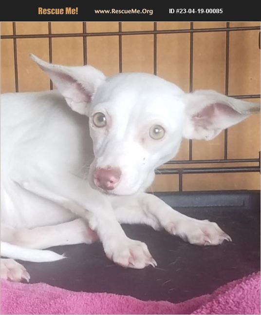 ADOPT 23041900085 Chihuahua Rescue St Augustine, FL