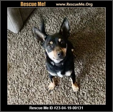 - Oklahoma Miniature Pinscher Rescue - Adoptions - Rescue Me!