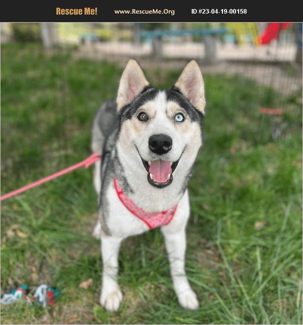 ADOPT 23041900158 ~ Siberian Husky Rescue ~ Carlsbad, CA