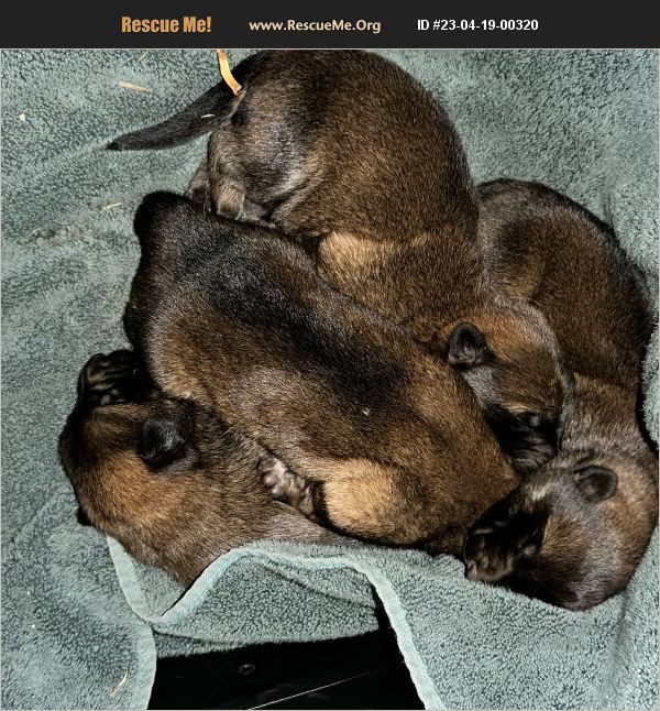 ADOPT 23041900320 Belgian Malinois Rescue Fontana, CA