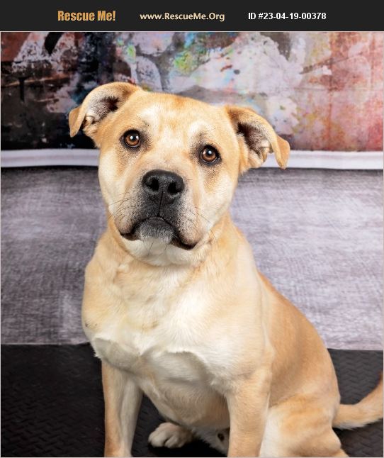 ADOPT 23041900378 Lab Rescue Salt Lake City, UT