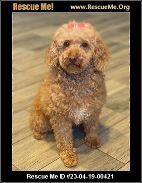 - Arizona Poodle Rescue - ADOPTIONS - Rescue Me!