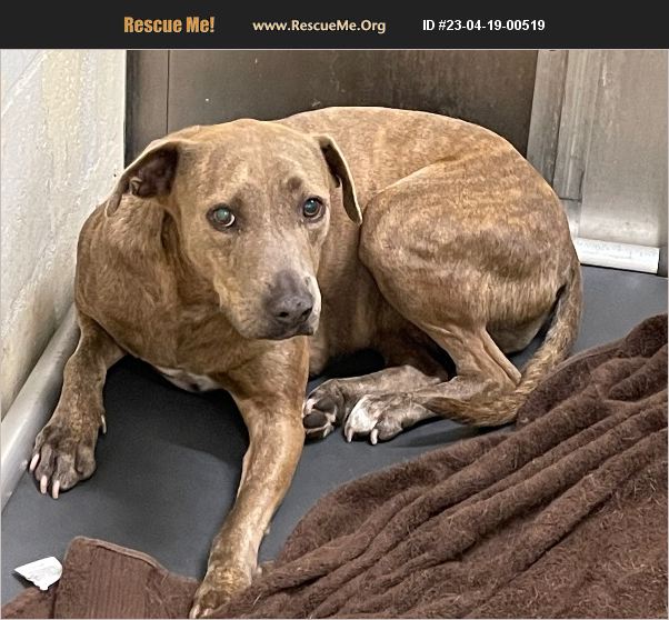 ADOPT 23041900519 Beauceron Rescue Fort Myers Beach, FL