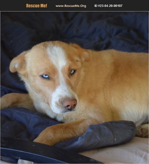 ADOPT 23042000107 Catahoula Rescue Lubbock, TX