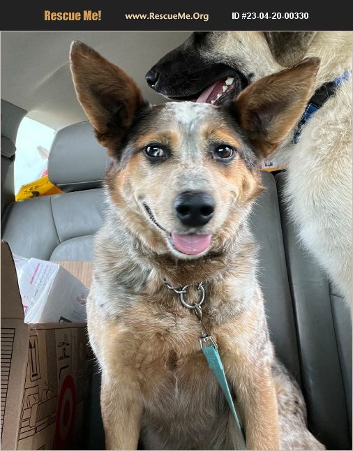 ADOPT 23042000330 Australian Cattle Dog Rescue Northfield, MN