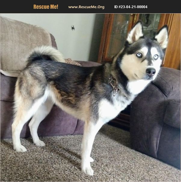 ADOPT 23042100004 ~ Siberian Husky Rescue ~ Garland, UT