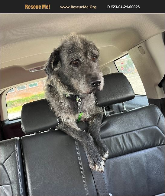 ADOPT 23042100023 Irish Wolfhound Rescue Seminole County, FL
