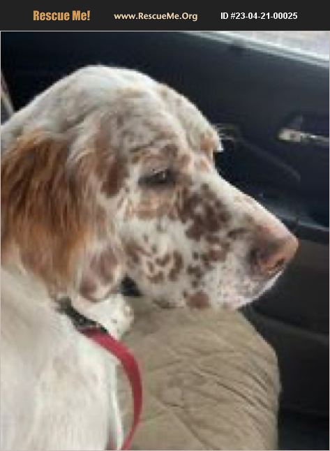 ADOPT 23042100025 ~ English Setter Rescue ~ Boerne, TX