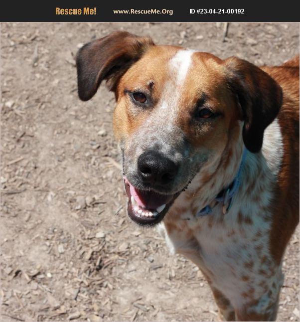 ADOPT 23042100192 Australian Cattle Dog Rescue Dripping Springs, TX