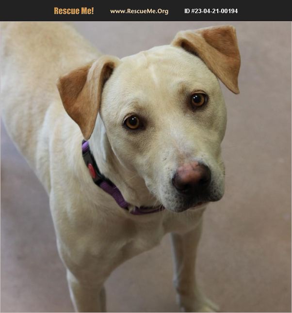 ADOPT 23042100194 Lab Rescue Dripping Springs, TX