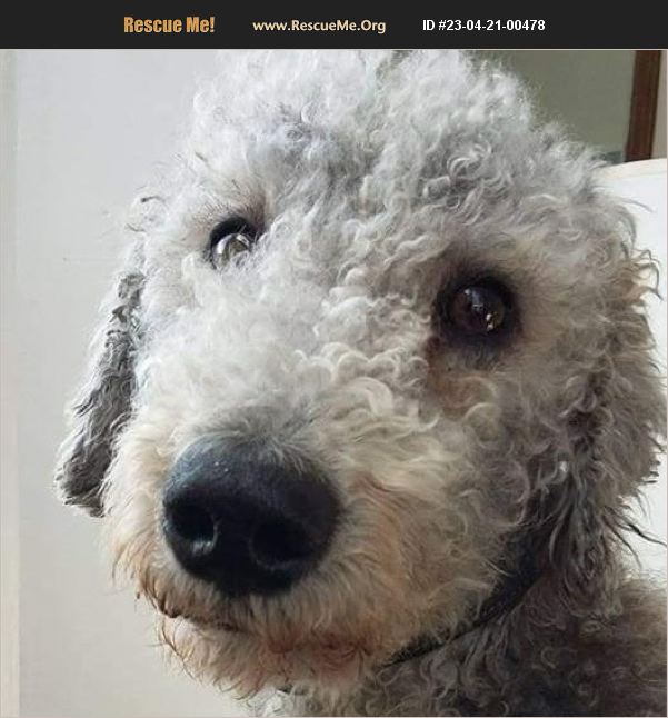 ADOPT 23042100478 Bedlington Terrier Rescue Eugene, OR