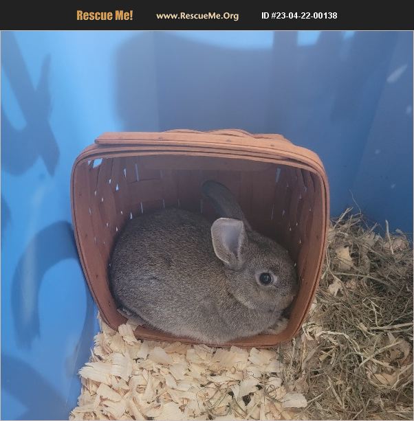 ADOPT 23042200138 Rabbit Rescue Akron, OH
