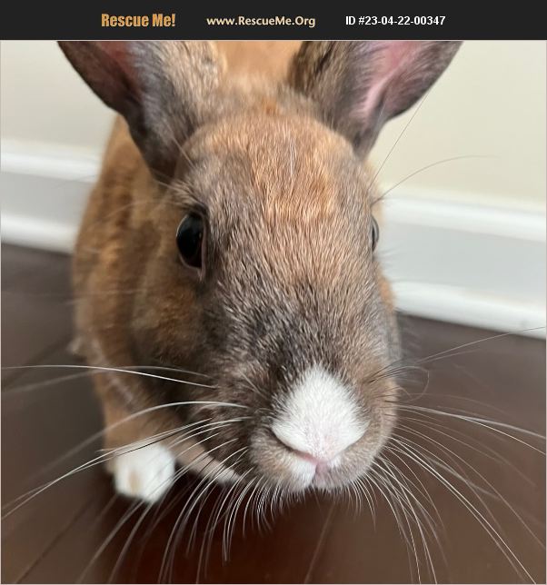 ADOPT 23042200347 Rabbit Rescue Charlotte, NC